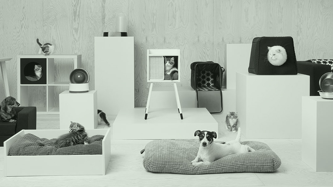 design de produtos para pets